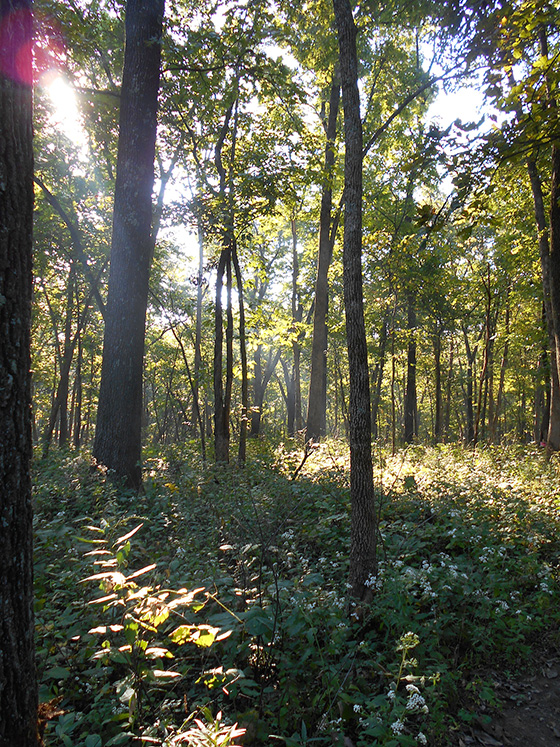 Forest Sunshine